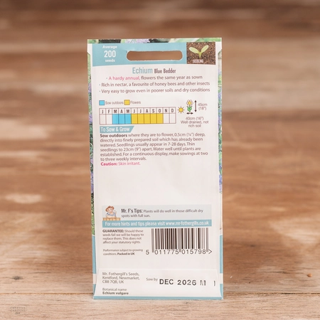 Echium Blue Bedder - image 2