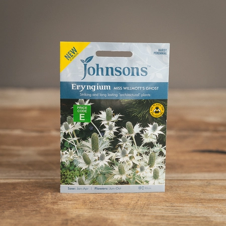 Eryngium Miss Willmotts Ghost - image 1