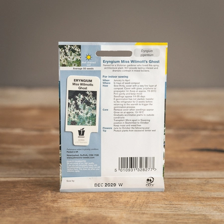 Eryngium Miss Willmotts Ghost - image 2