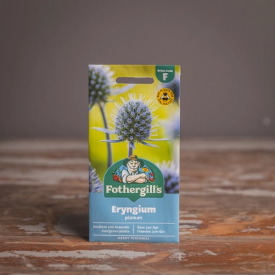 Eryngium Planum - image 1