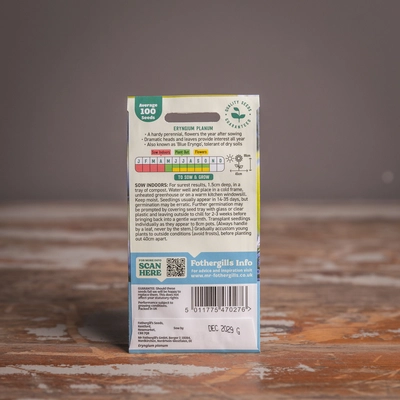 Eryngium Planum - image 2