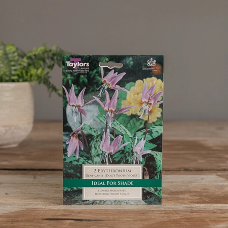 Erythronium Dens-Canis