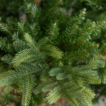 Everlands 8ft Nordmann Fir Christmas Tree - image 3