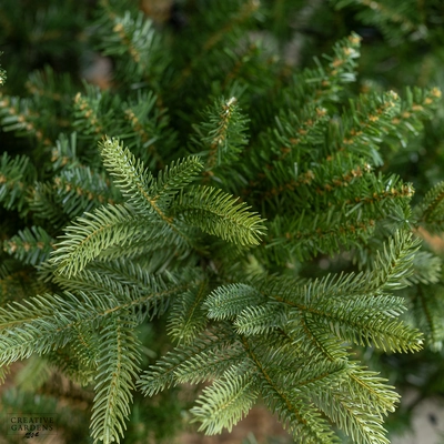 Everlands 8ft Nordmann Fir Christmas Tree - image 3