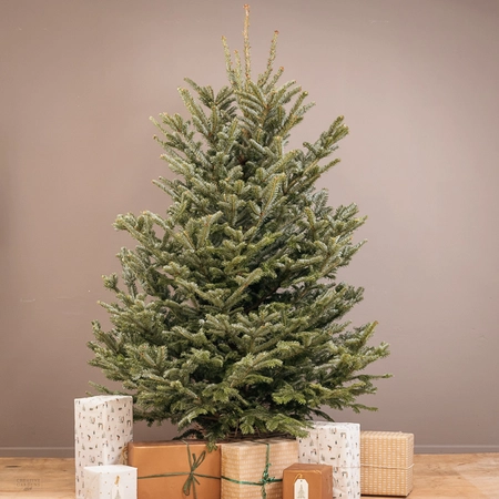 Fraser Fir Real Christmas Tree