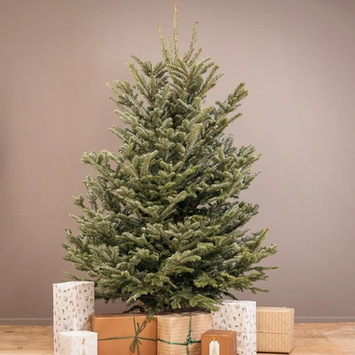 Fraser Fir Real Christmas Tree