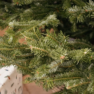 Fraser Fir Real Christmas Tree