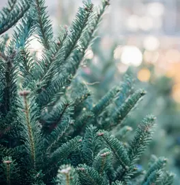 Real Christmas Trees