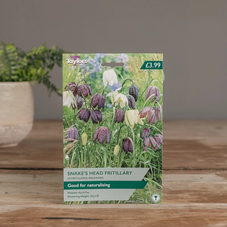 Fritillaria Meleagris Mixed