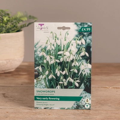 Galanthus Elwesii Snowdrops