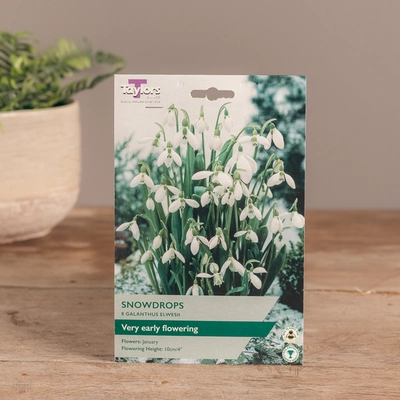 Galanthus Elwesii Snowdrops