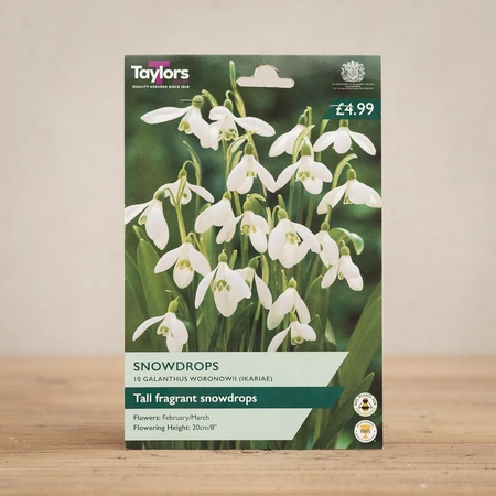 Galanthus Woronowii Snowdrops