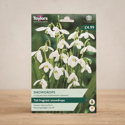 Galanthus Woronowii Snowdrops