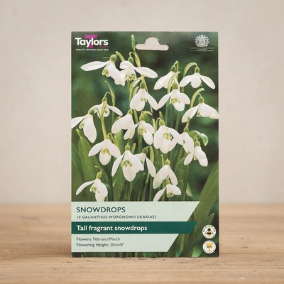 Galanthus Woronowii Snowdrops