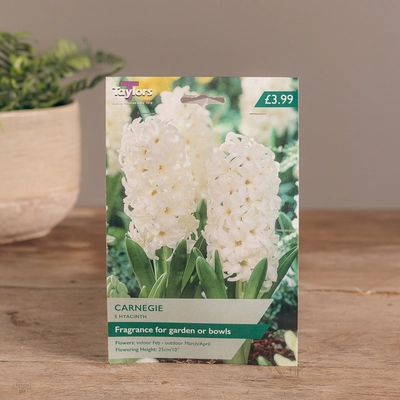 Garden Hyacinth Carnegie