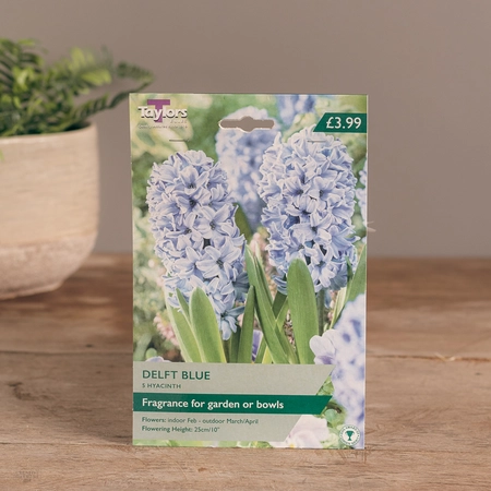 Garden Hyacinth Delft Blue