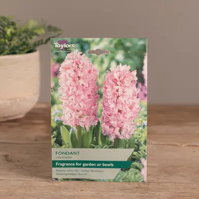 Garden Hyacinth Fondant