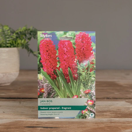 Garden Hyacinth Jan Bos