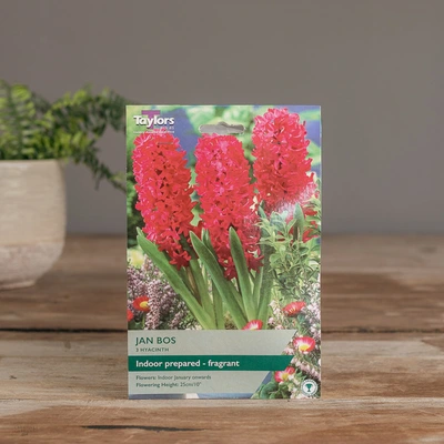 Garden Hyacinth Jan Bos
