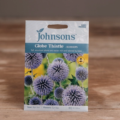 Globe Thistle - Echinops - image 1