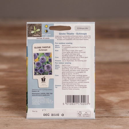 Globe Thistle - Echinops - image 2
