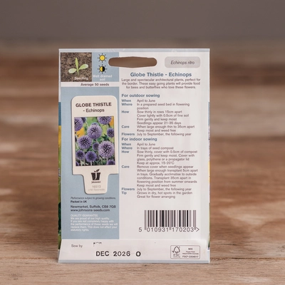 Globe Thistle - Echinops - image 2