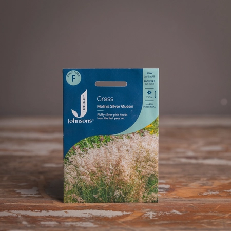 Grass Melinis Silver Queen - image 1