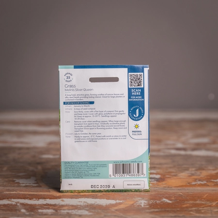 Grass Melinis Silver Queen - image 2