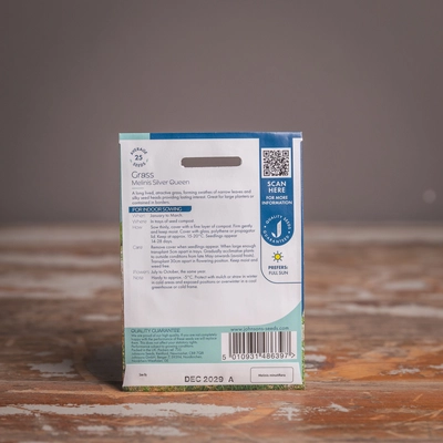 Grass Melinis Silver Queen - image 2