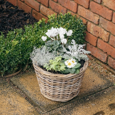 Grey Willow Large Round Basket Planter ‘Fresh Greens & Whites’ - image 2