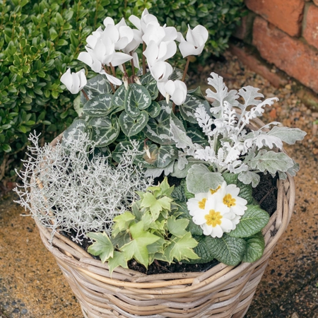 Grey Willow Large Round Basket Planter ‘Fresh Greens & Whites’ - image 3