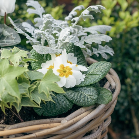 Grey Willow Large Round Basket Planter ‘Fresh Greens & Whites’ - image 4