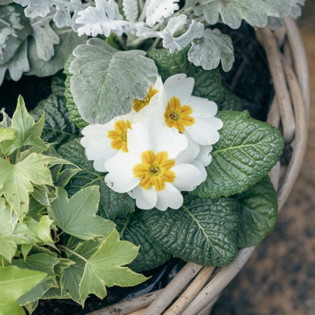Grey Willow Large Round Basket Planter ‘Fresh Greens & Whites’ - image 5
