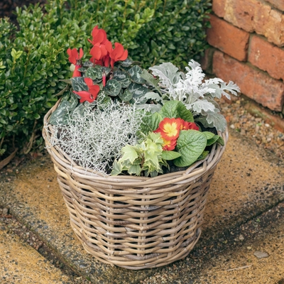 Grey Willow Large Round Basket Planter ‘Rich Reds’ - image 2