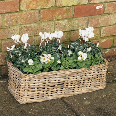 Grey Willow Large Window Box Planter ‘Fresh Greens & Whites’