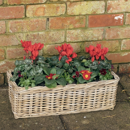 Grey Willow Large Window Box Planter ‘Rich Reds’ - image 1