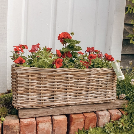 Grey Willow Large Window Box Planter ‘Rich Reds’ - image 1