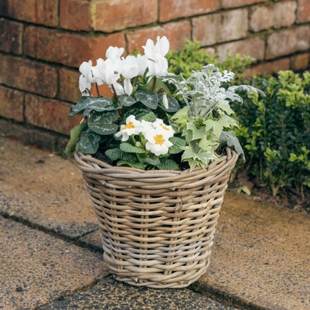 Grey Willow Medium Round Basket Planter ‘Fresh Greens & Whites’ - image 1