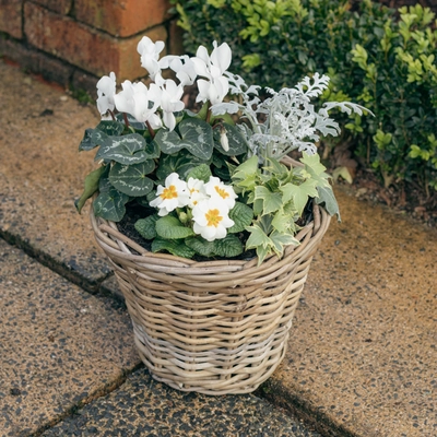 Grey Willow Medium Round Basket Planter ‘Fresh Greens & Whites’ - image 2