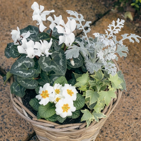 Grey Willow Medium Round Basket Planter ‘Fresh Greens & Whites’ - image 3
