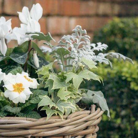 Grey Willow Medium Round Basket Planter ‘Fresh Greens & Whites’ - image 5