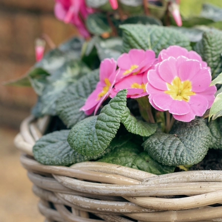 Grey Willow Medium Round Basket Planter ‘Pinks & Purples’ - image 6