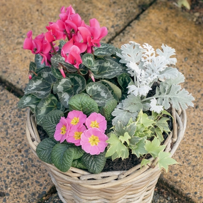 Grey Willow Medium Round Basket Planter ‘Pinks & Purples’ - image 3