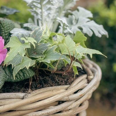 Grey Willow Medium Round Basket Planter ‘Pinks & Purples’ - image 5
