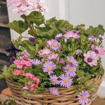 Grey Willow Medium Round Basket Planter ‘Pinks & Purples’ - image 2