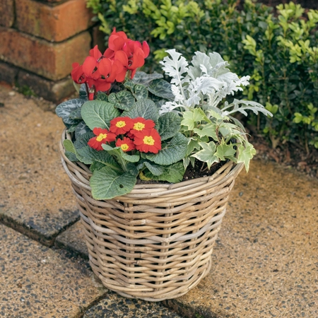 Grey Willow Medium Round Basket Planter ‘Rich Reds’ - image 2