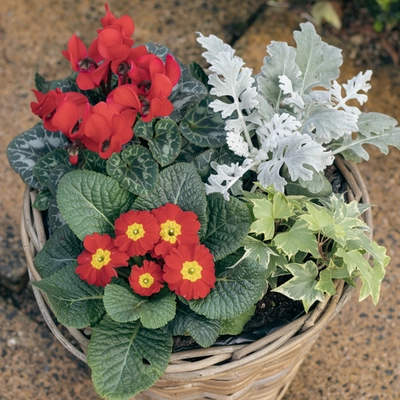 Grey Willow Medium Round Basket Planter ‘Rich Reds’ - image 3