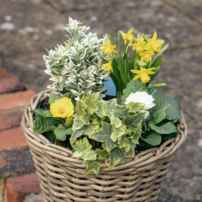 Grey Willow Medium Round Basket Planter ‘Yellow & White’ - image 2
