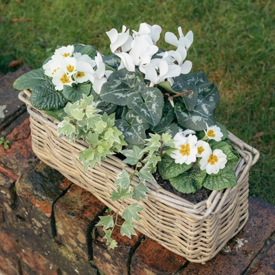 Grey Willow Small Window Box Planter ‘Fresh Greens & Whites - image 2