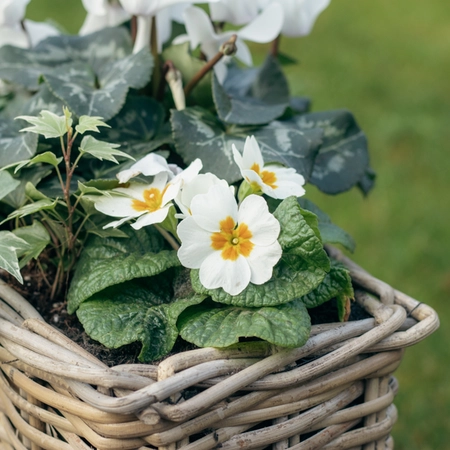 Grey Willow Small Window Box Planter ‘Fresh Greens & Whites - image 4